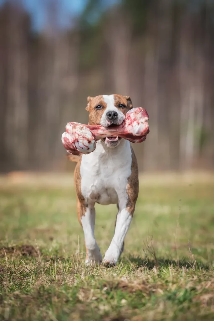 photo d'un chien avec un os à mâcher