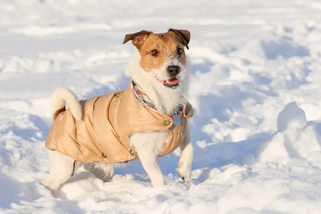 Image qui représente un chien habillé d'un manteau en train de jouer dans la neige.