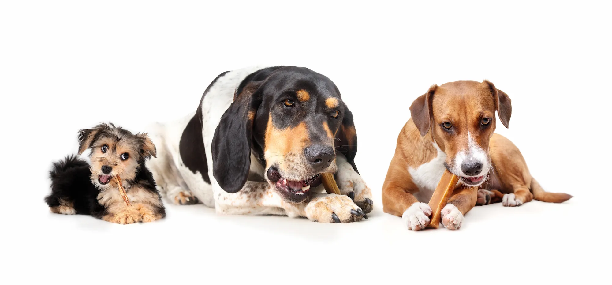 Os pour chiens : bienfaits, précautions et alternatives