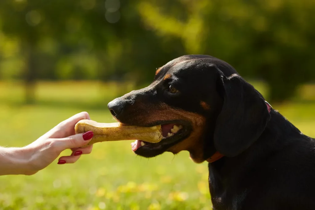photo d'un chien qui mange un os tendu par son maître