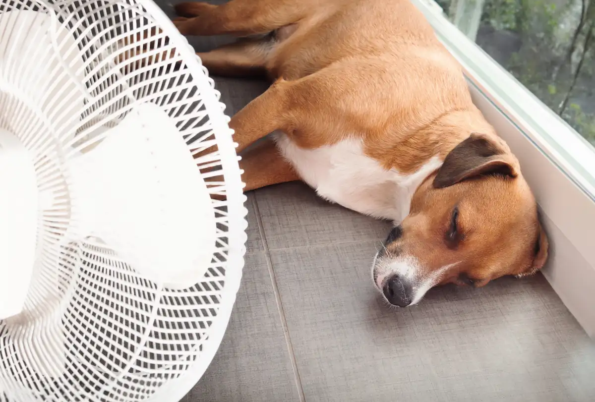 Photo d'un chien placé devant un ventilateur