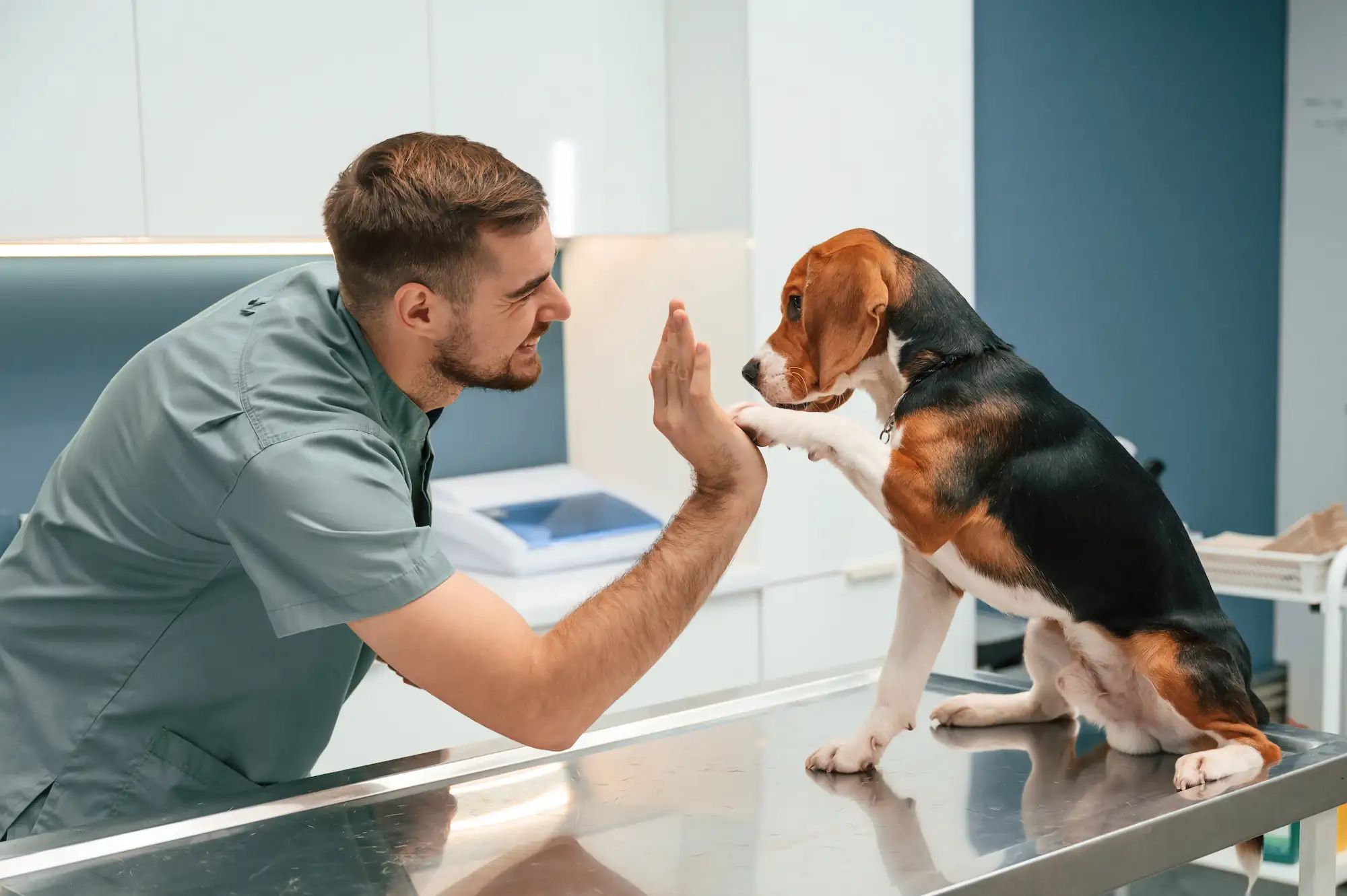 Gestes de premiers secours chiens et chats : agir face à l’urgence