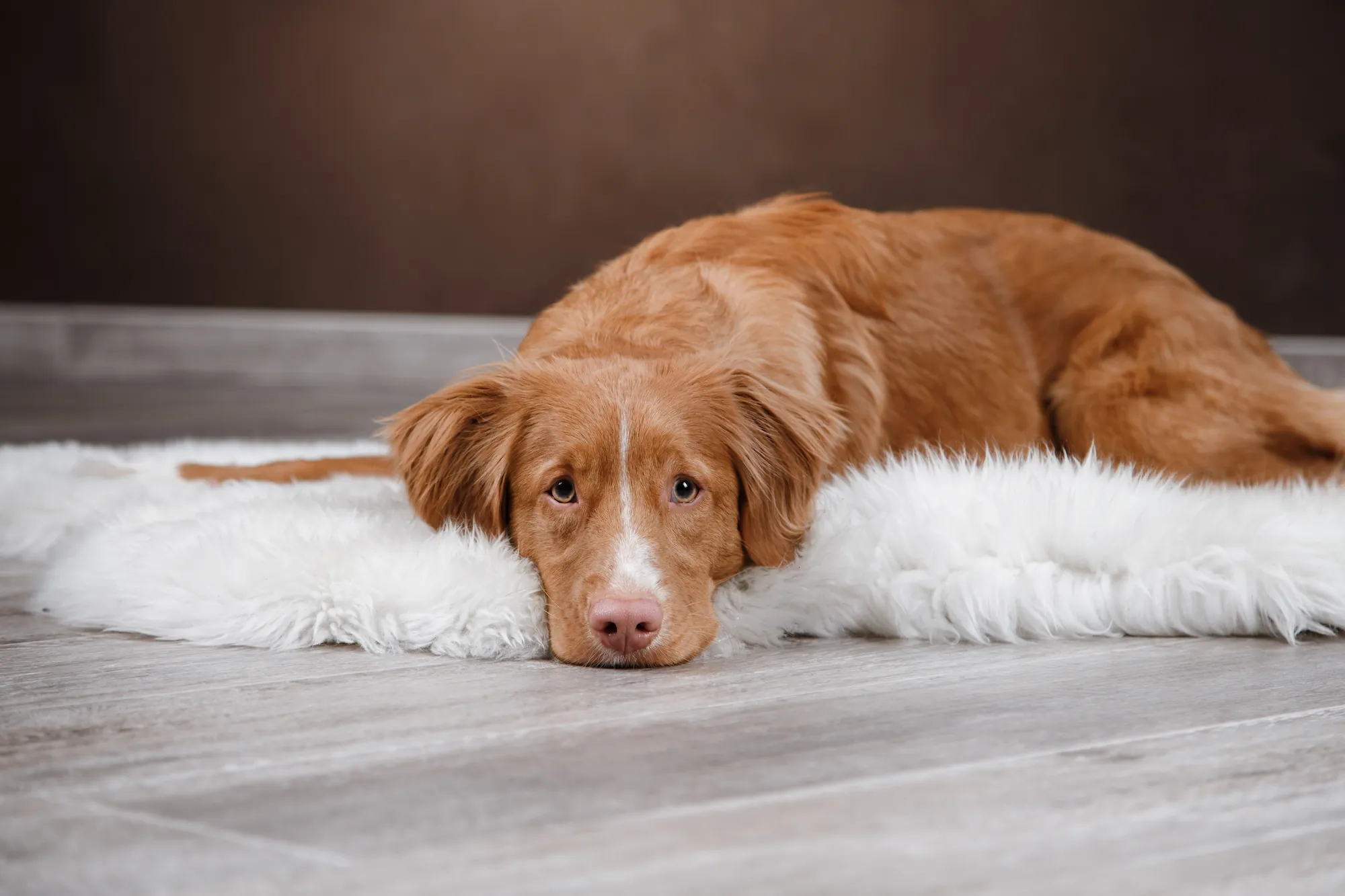 Le pyomètre chez la chienne : tout ce que vous devez savoir