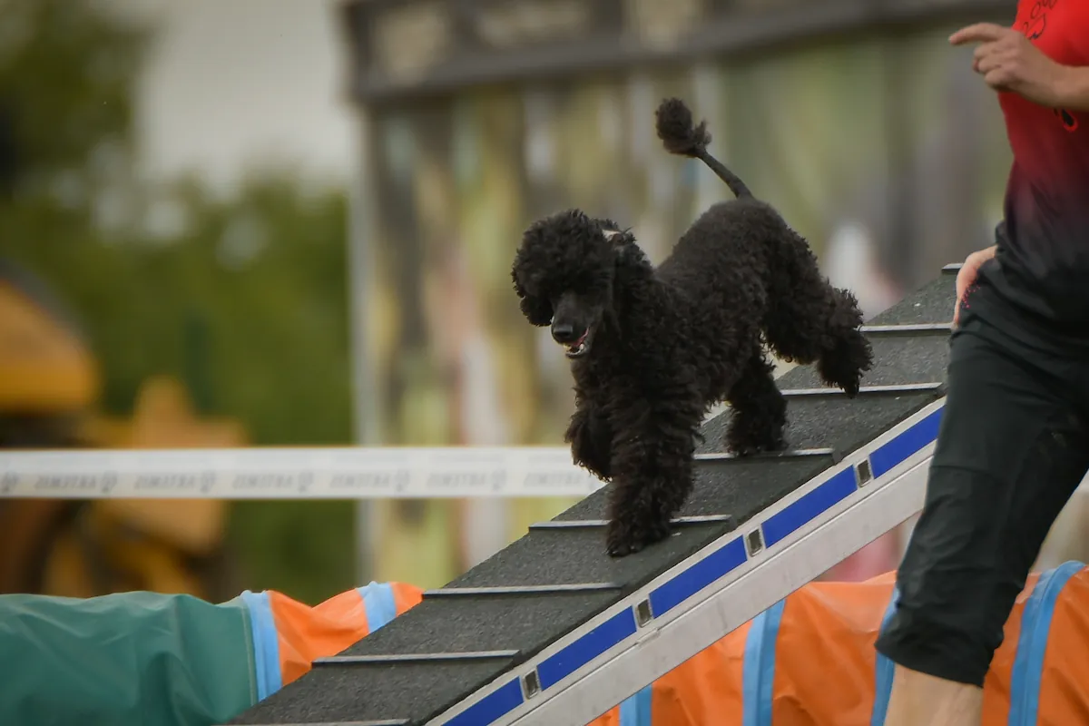 photo d'un chien qui fait du sport canin