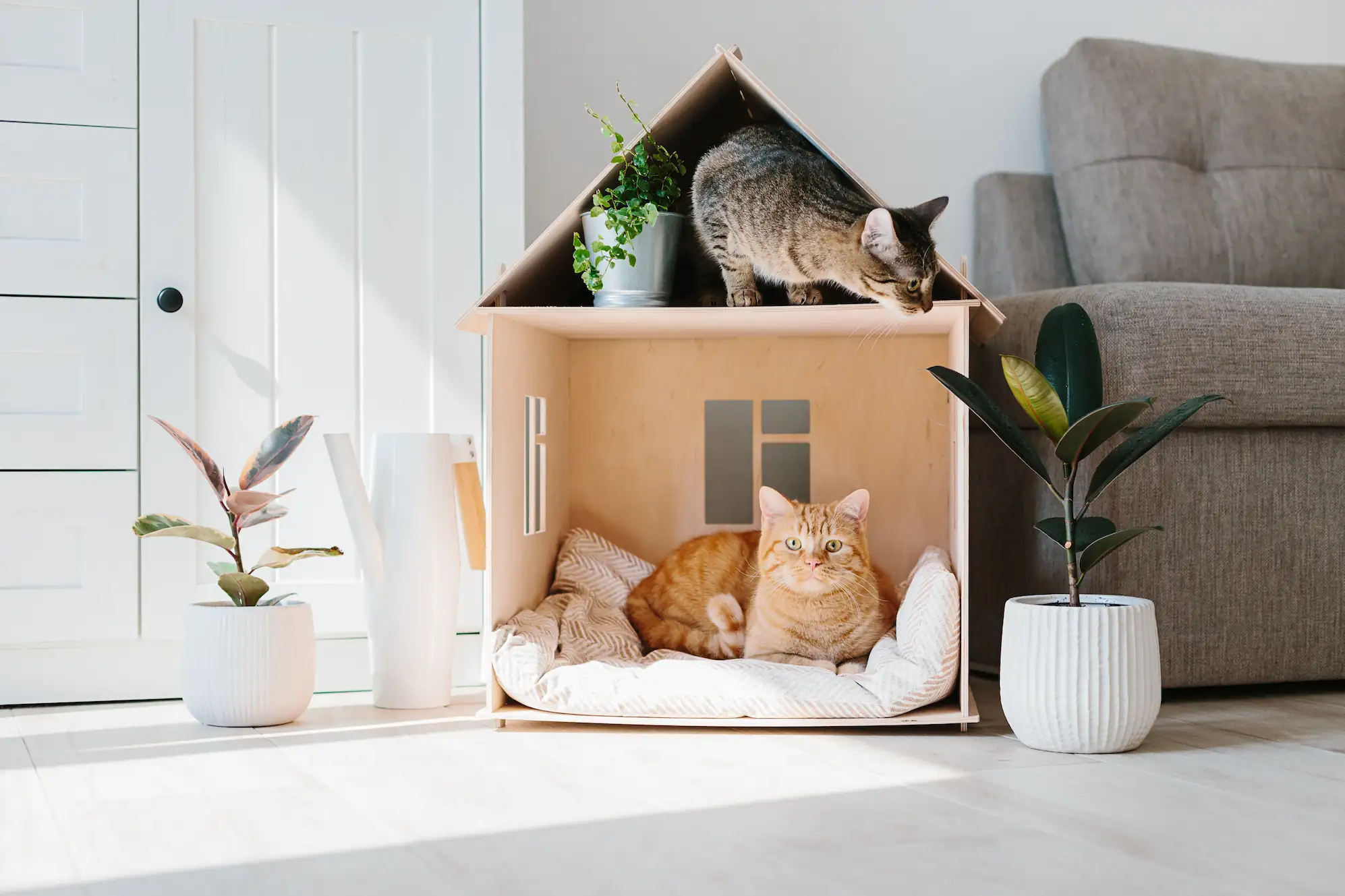 Avoir plusieurs chats chez soi : Les bonnes pratiques
