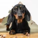 photo d'un chien qui est allongé au travers d'un mur qu'il a dégradé