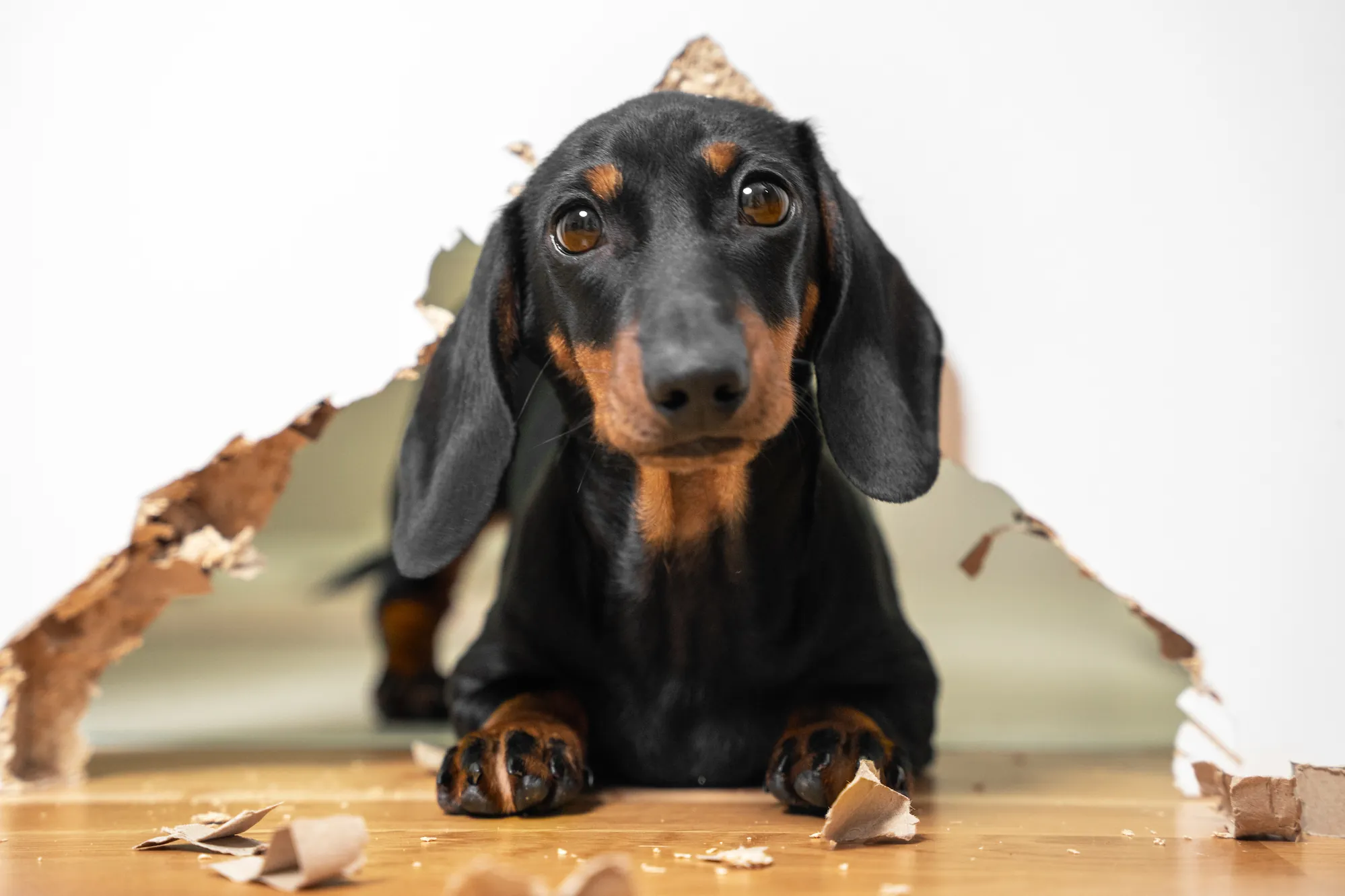 Mon chien détruit tout lorsqu’il est seul : que faire ?