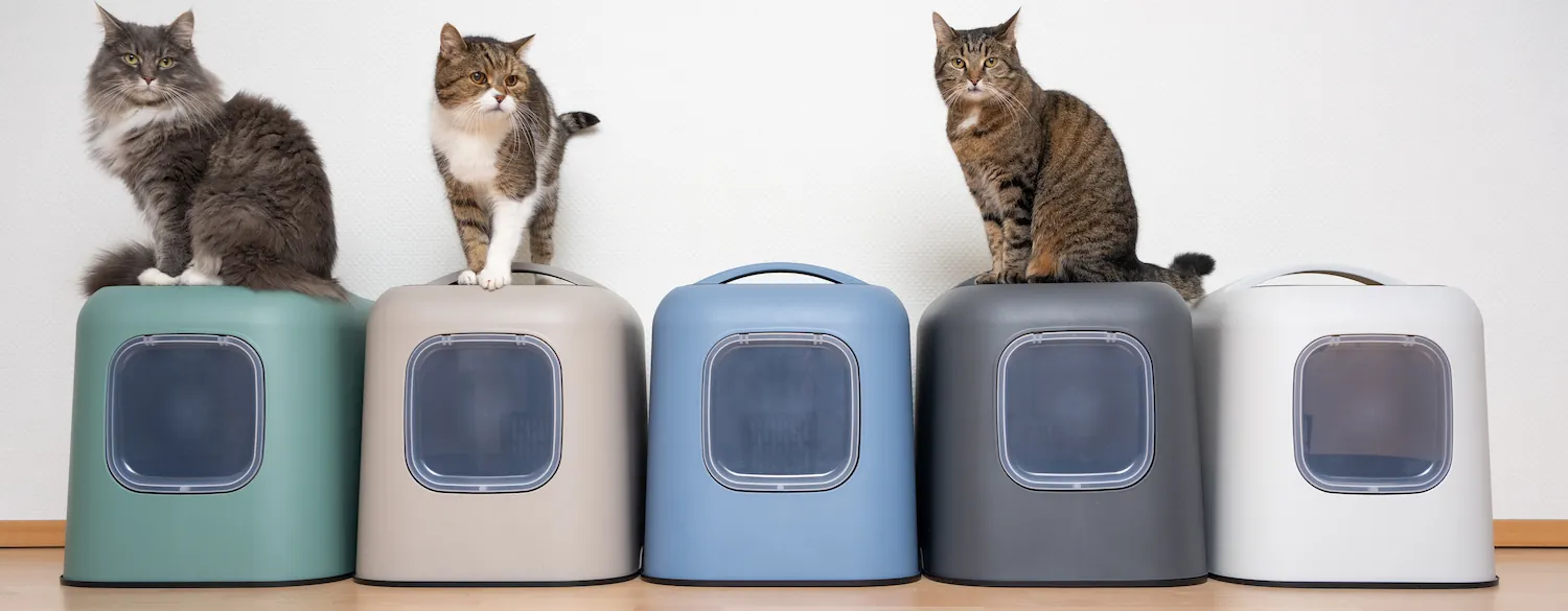 photo de plusieurs chats assis sur une rangée de litières