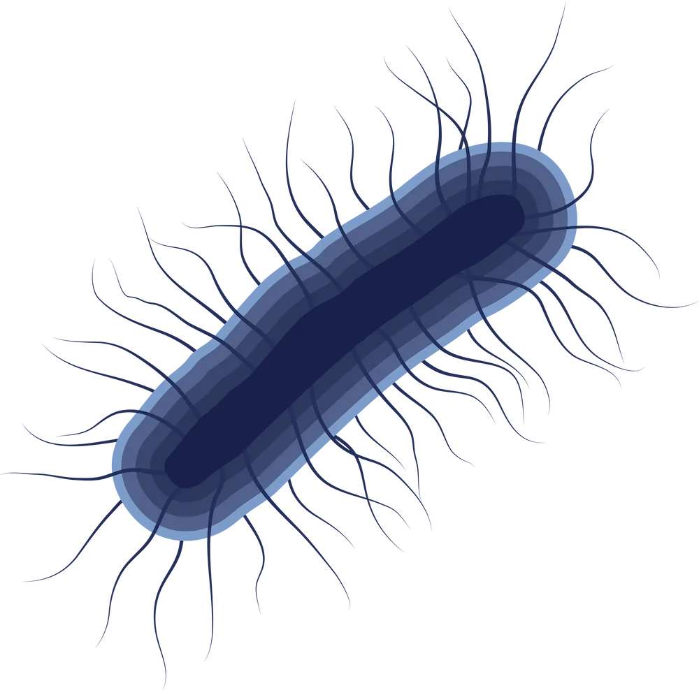 illustration de la bactérie e coli