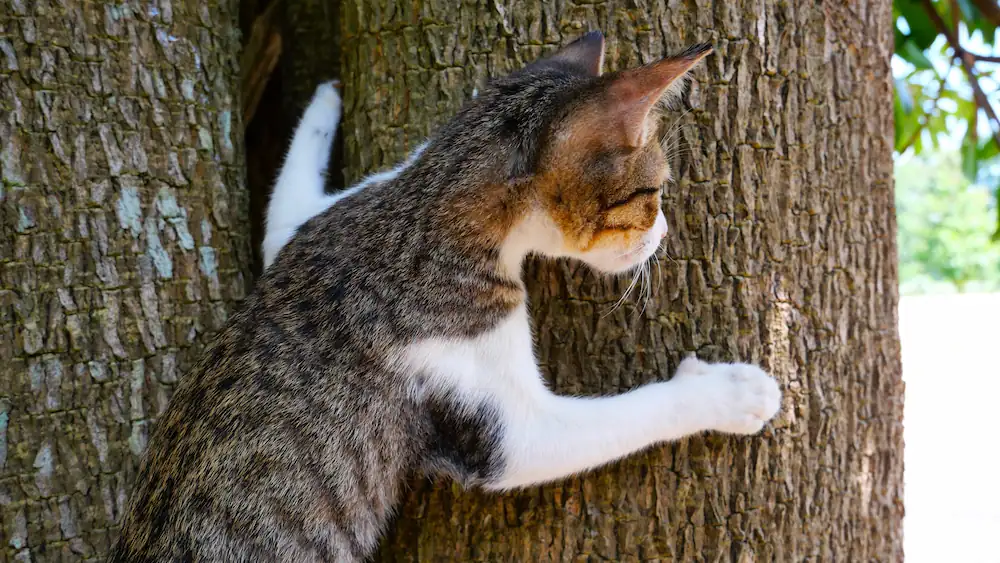 photo d'un chat qui grimpe aux arbres