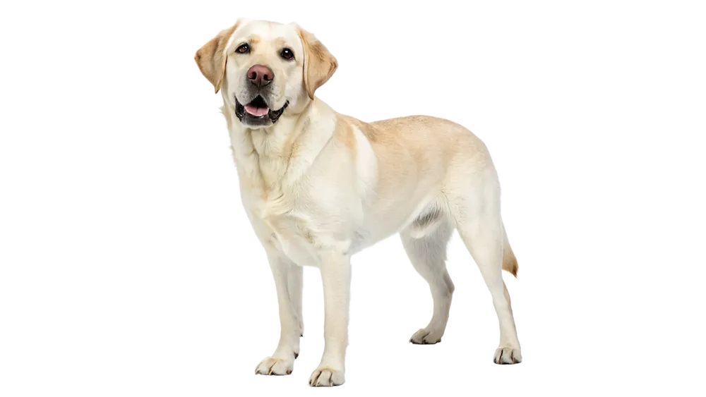 photo d'un chien de race labrador