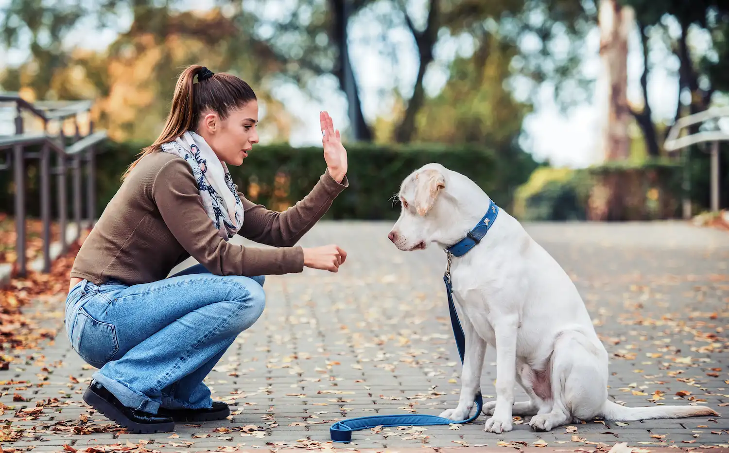 Top 10 des races de chiens les plus faciles à éduquer