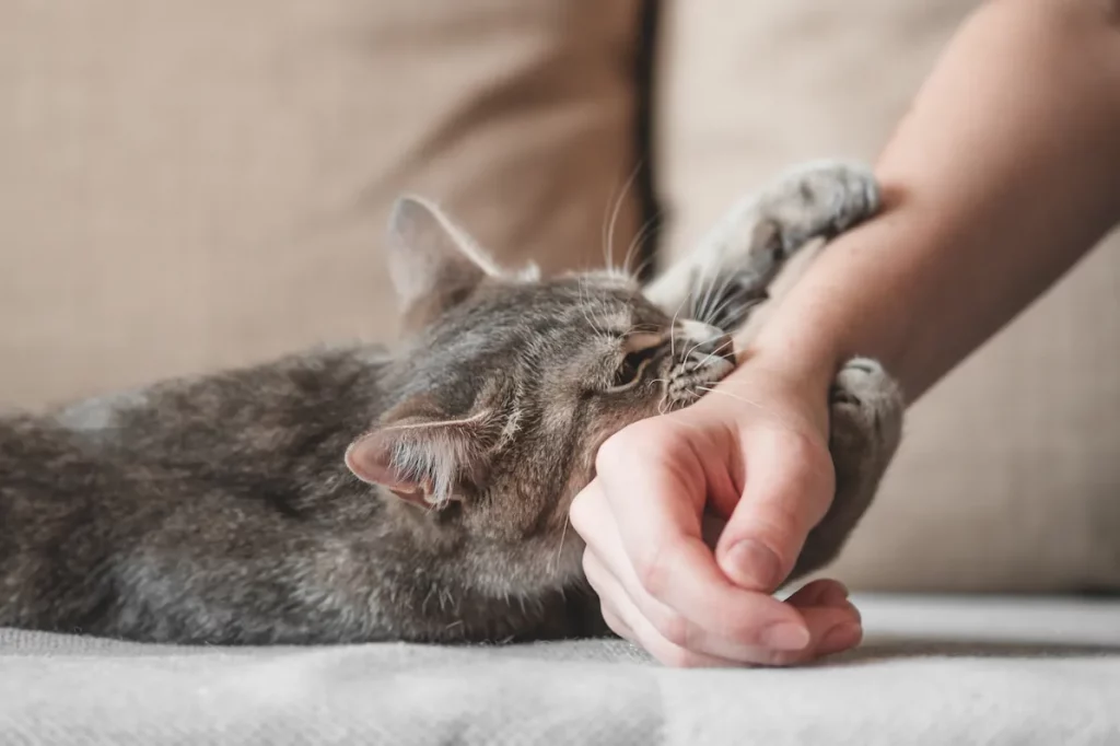 chat qui attaque la main d'une personne