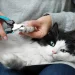 photo d'un chat qui se fait couper le griffes