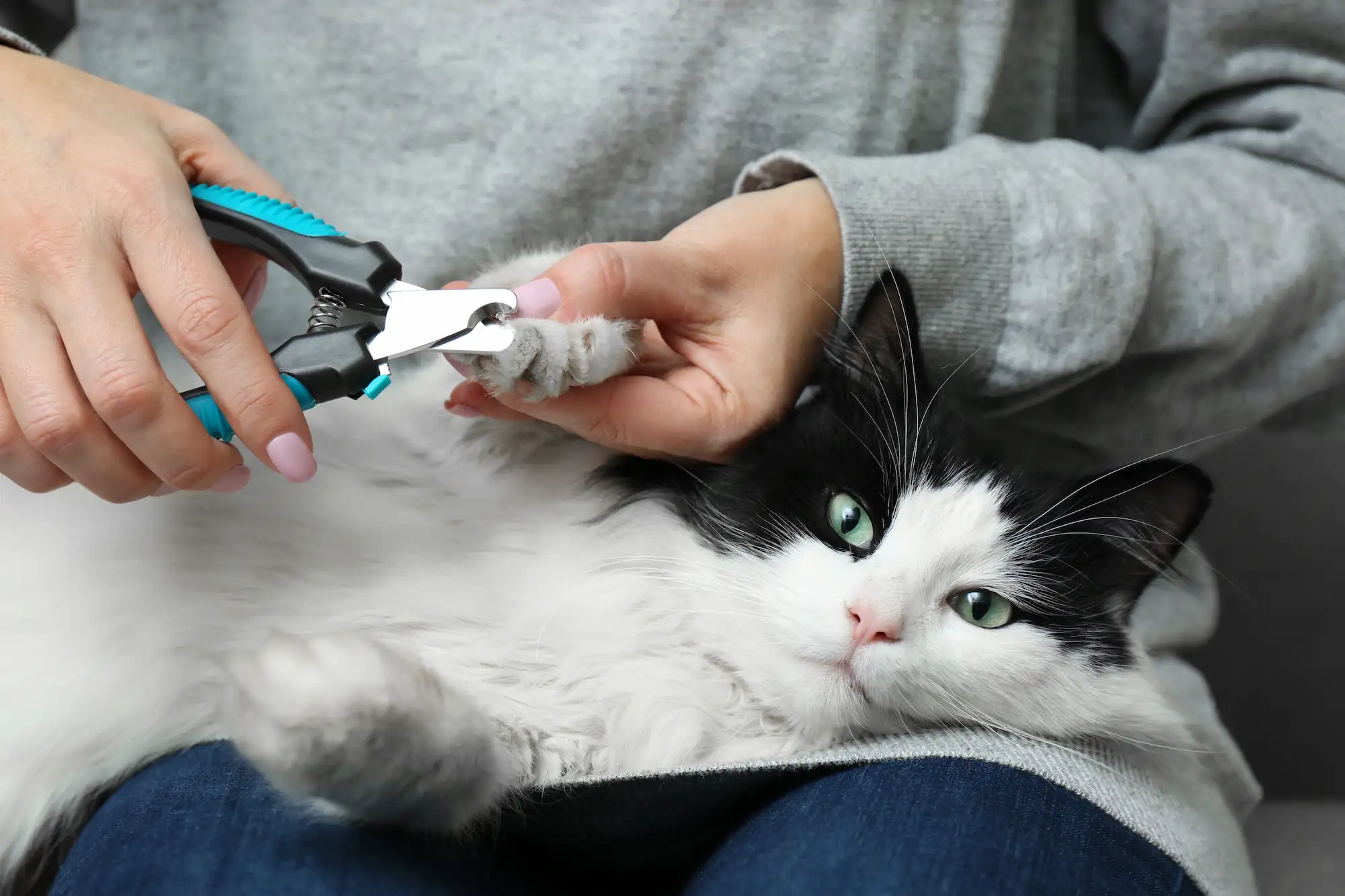 Comment bien couper les griffes de son chat ?