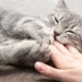 photo d'un chat qui joue calmement avec la main d'une personne