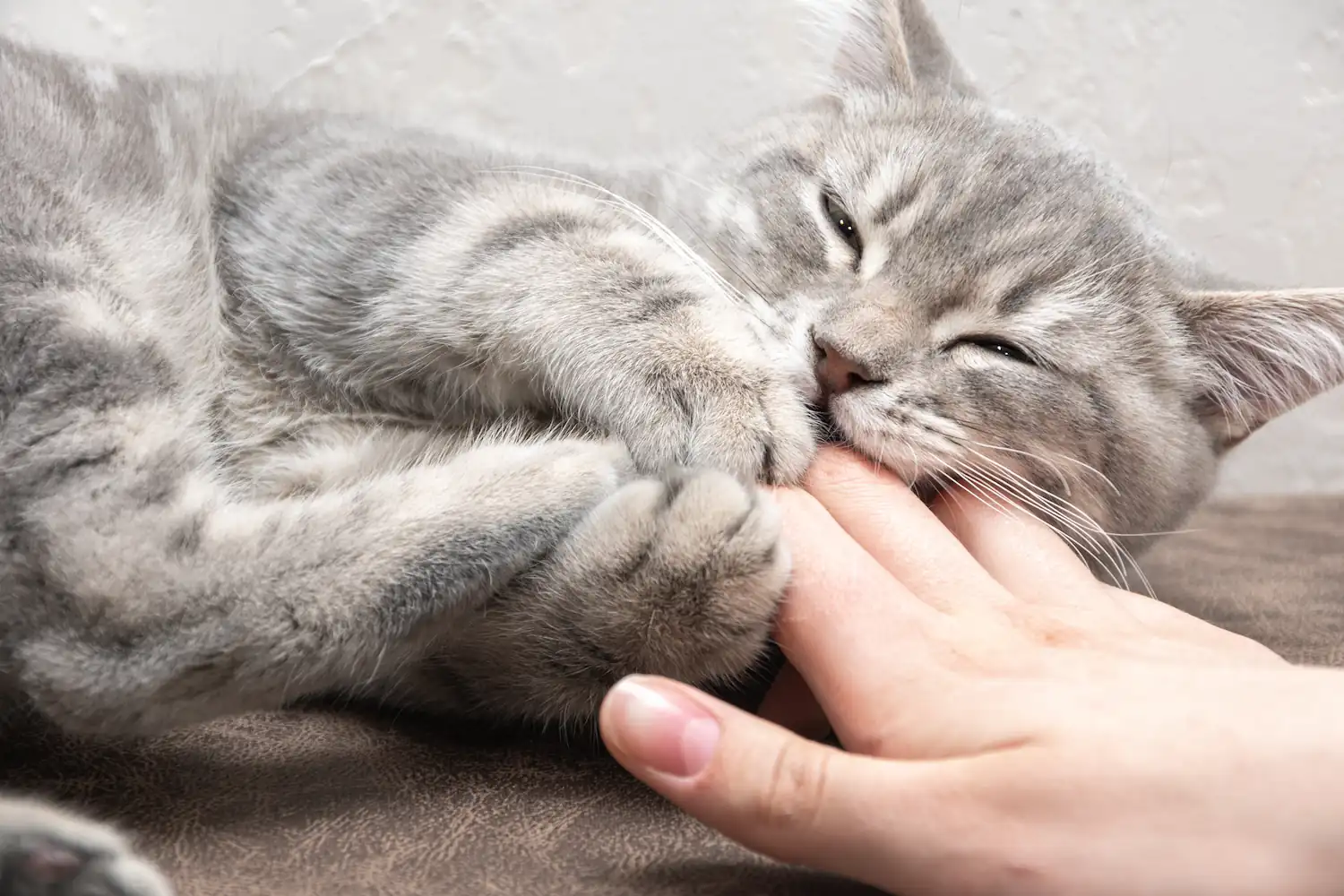 La maladie des griffes du chat : ce qu’il faut savoir