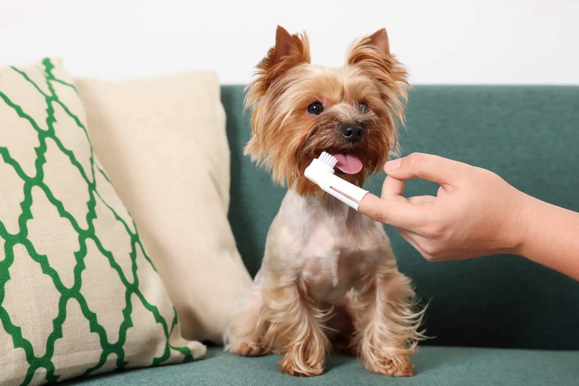 Faut-il brosser les dents de son chien et comment le faire efficacement ?