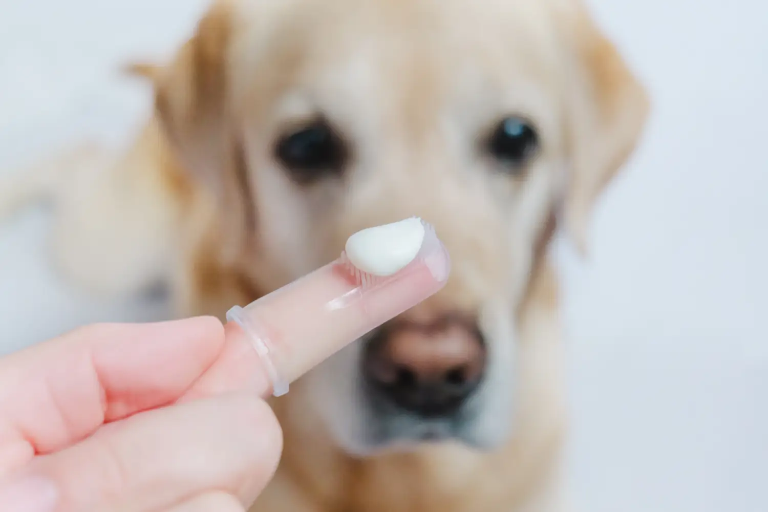 Doigtier pour brosser les dents de son chien