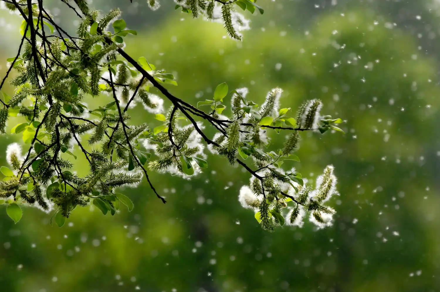Pollen s'échappant d'un arbre, responsable du rhume du foins