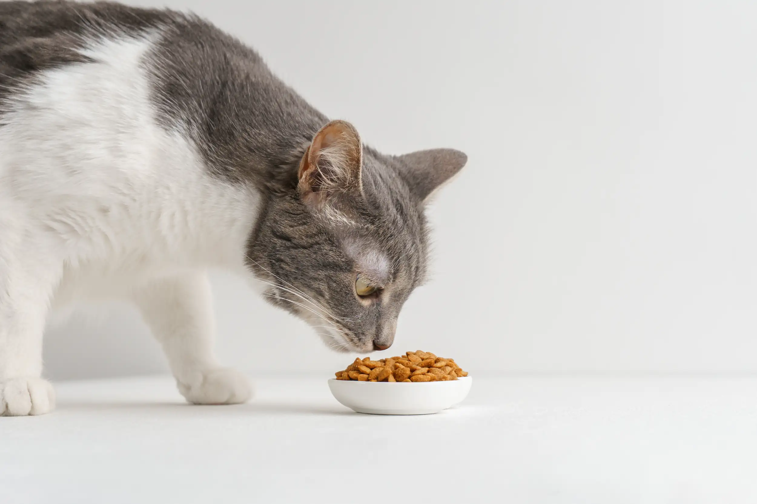 12 aliments toxiques pour un chat