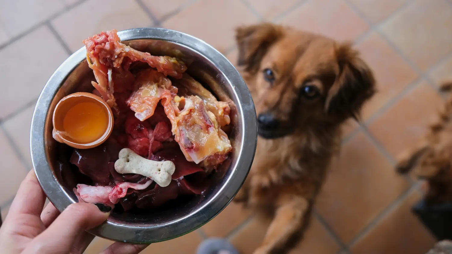 La méthode BARF correspond à une alimentation ancestrale du chien