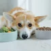 Chien devant deux gamelles, l'une traditionnelle et l'autre selon la méthode BARF