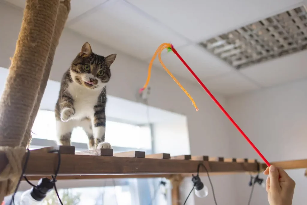 Un chat qui se dépense régulièrement aura une meilleure santé mentale et moins de risques de surpoids.