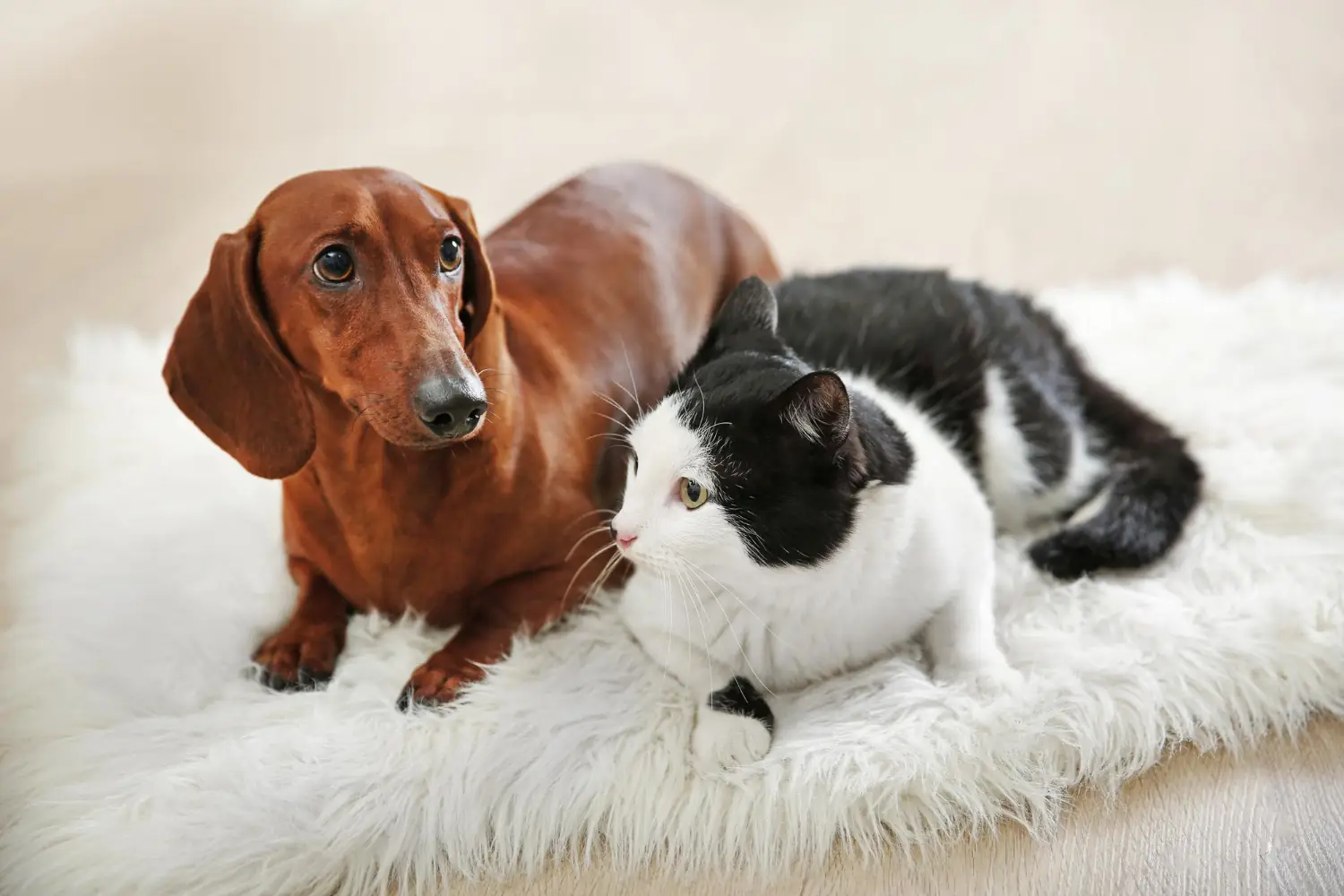 Faire identifier son animal
