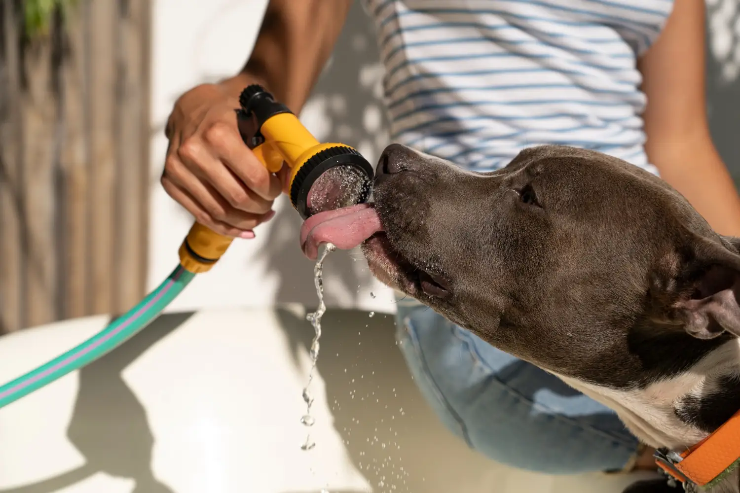 Comment bien hydrater son chien en été ?