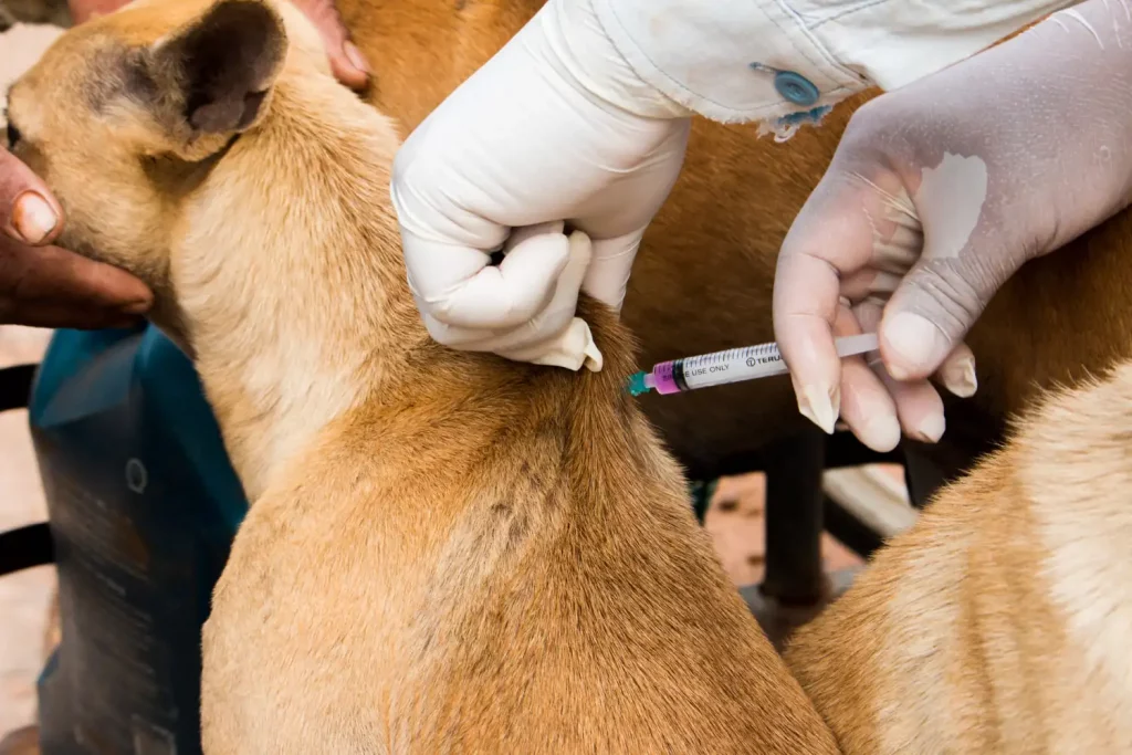 La vaccination est un bon réflexe pour protéger son chien de la toux du chenil. 