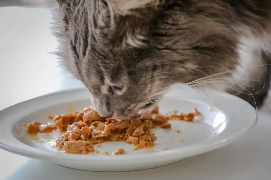 L'alimentation humide pour chat permet de l'hydrater, et donc réduire les risques de calculs urinaires.