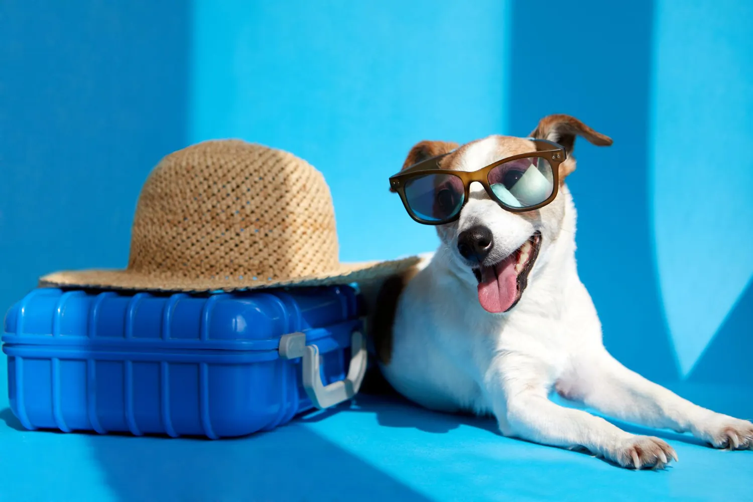 Voyager avec son chien : mode d’emploi
