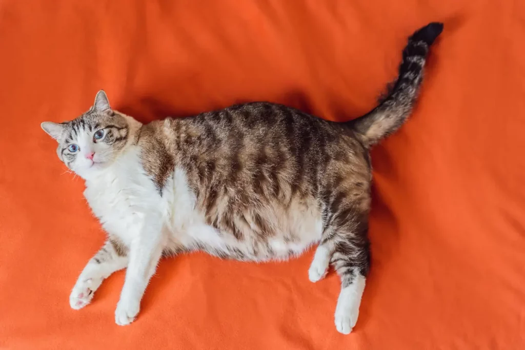 Nourrir son animal avec des restes peut mener à de l'obésité.
