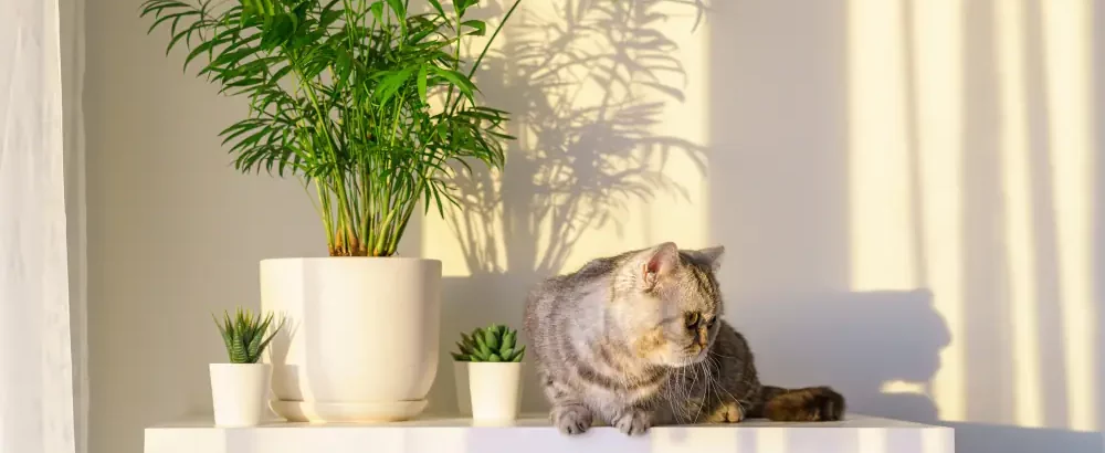 Les chats d'intérieur doivent être identifiés, cela peut-être utile en cas de fugue.