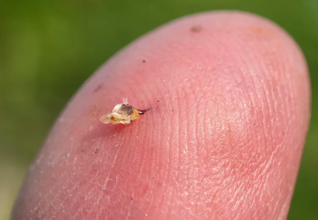 Le dard doit être retiré après une piqûre d'abeille. Ce n'est pas le cas pour une piqûre de guêpe.
