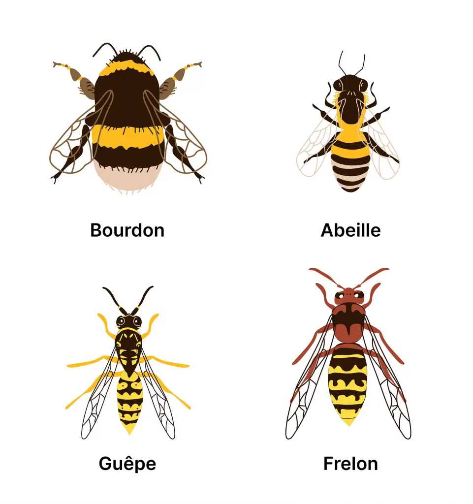 Schéma qui présente les différences entre les bourdons, les abeilles, les guêpes et les frelons.