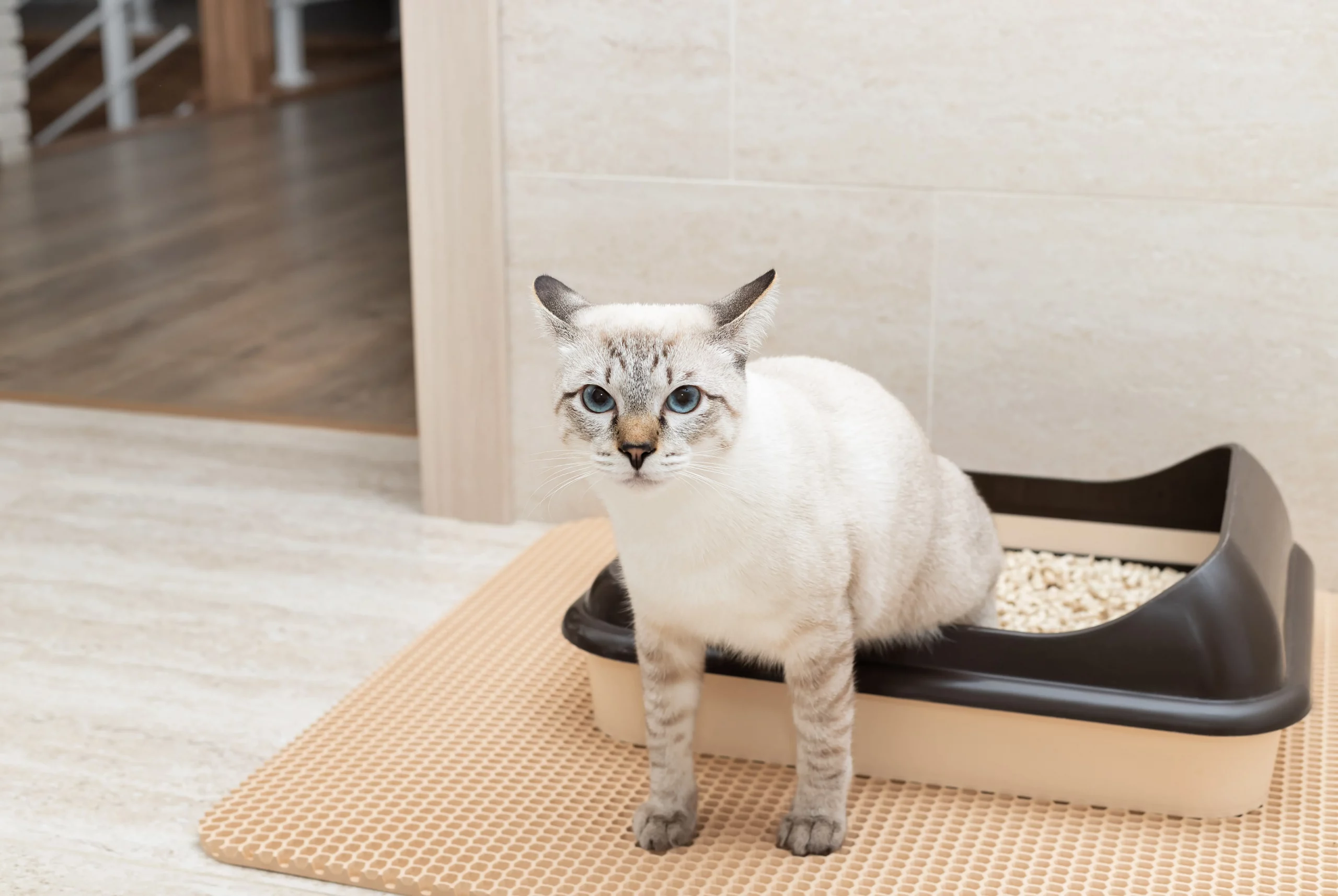 Les calculs urinaires chez le chat