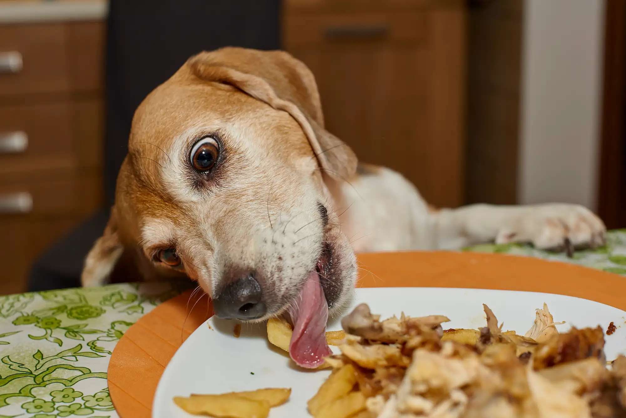 Faut-il laisser son animal finir les restes ?