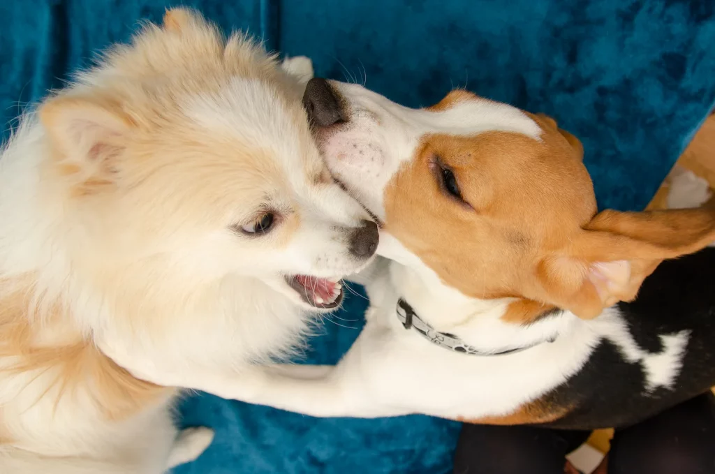 Deux chiens qui jouent ensemble peuvent facilement se transmettre la toux du chenil.