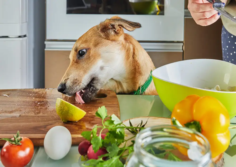 Nos animaux ne peuvent pas s'adapter à un régime végétarien, mais le chien peut inclure des légumes dans son alimentation.