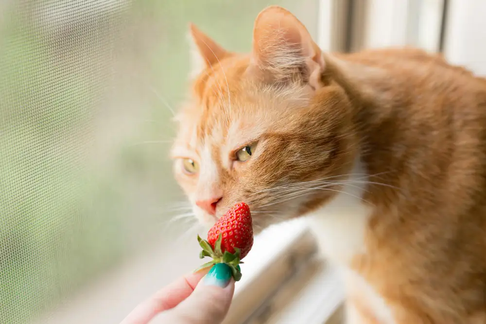 Nos animaux ne peuvent pas s'adapter à un régime végétarien, surtout le chat qui est un carnivore strict.