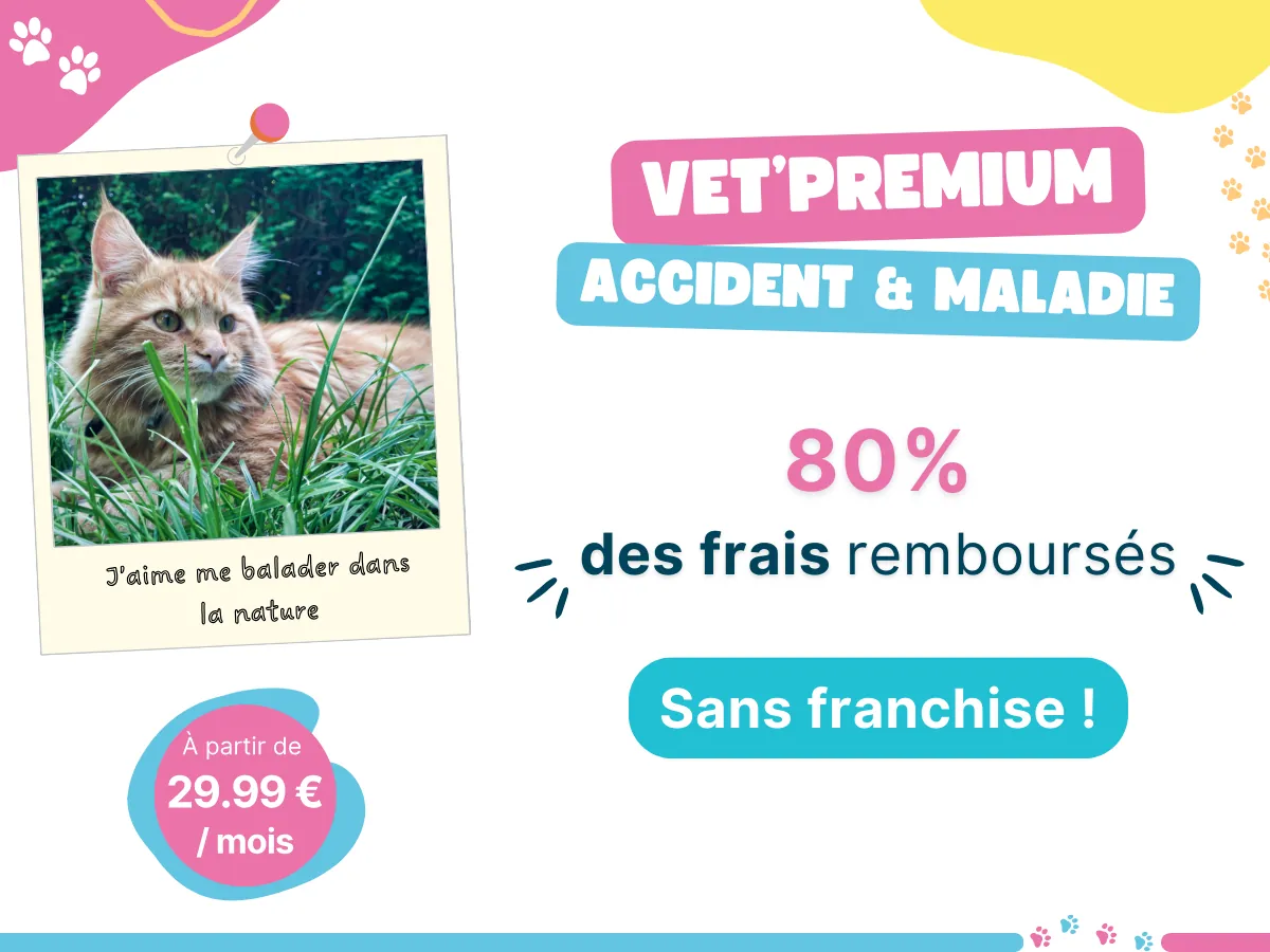 Formule Vet'Premium, assurance pour animaux