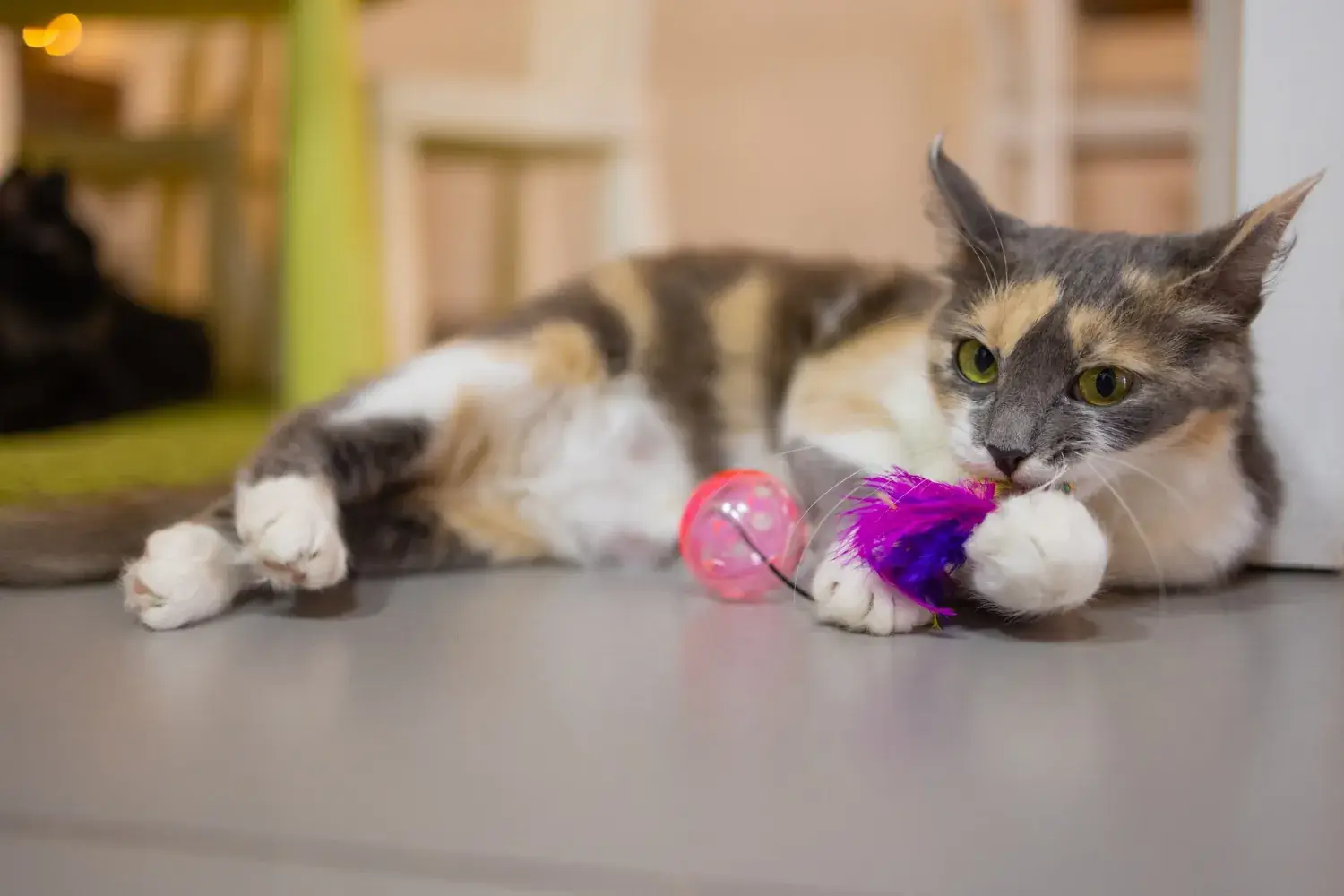Éviter l’ennui à un chat d’intérieur