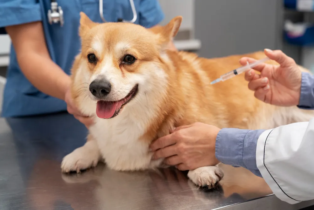 Le vaccin courant permet de protéger le chien contre la leptospirose
