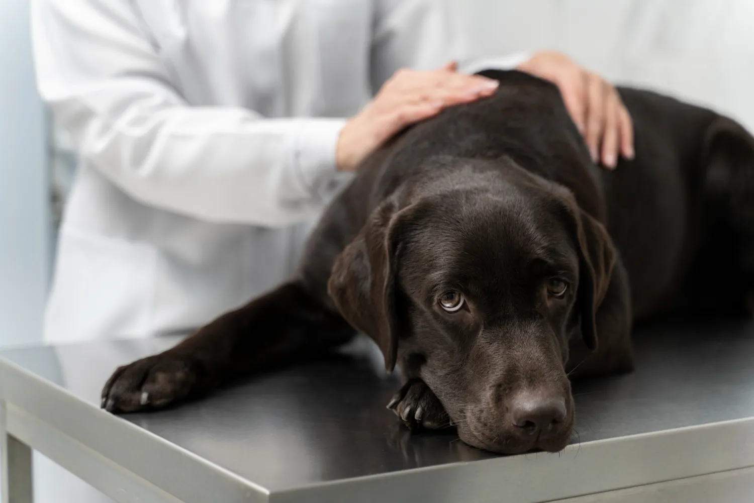La leptospirose chez le chien : symptômes, prévention et traitement