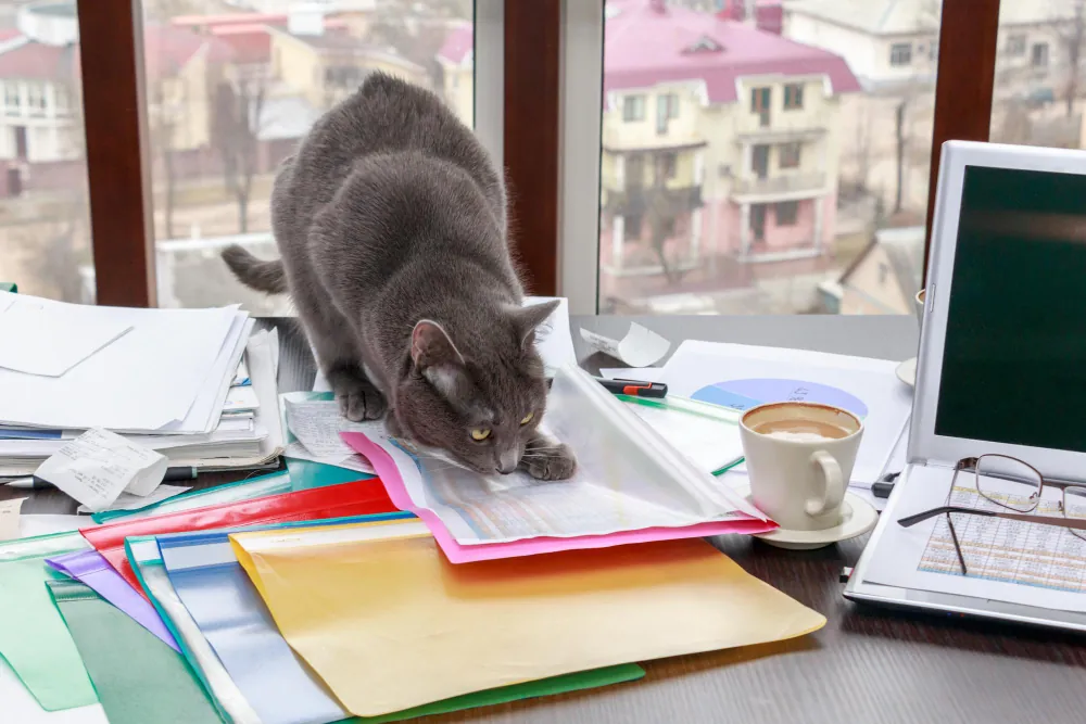 Un cadre clair doit être défini pour ne pas déranger le travail de chacun.
