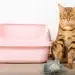 Un chat qui n'utilise pas sa litière.