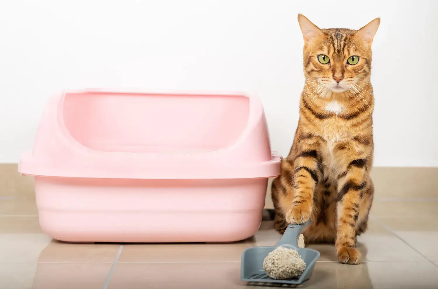 Pourquoi mon chat urine-t-il hors de sa litière ?