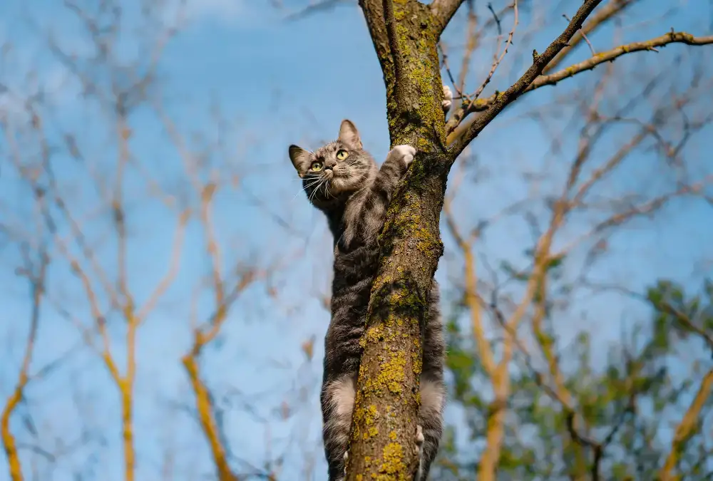 Dans la nature, le chat chasse, grimpe aux arbres et explore par instinct.